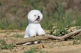 BICHON FRISE 275